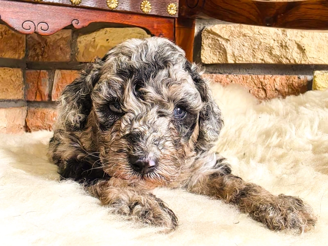 Cavapoo Welpe kaufen