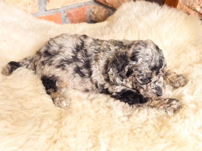 Cavapoo Welpe kaufen