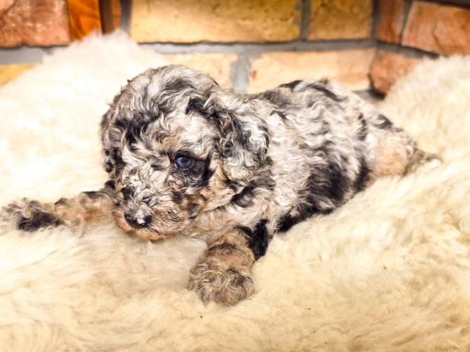 Cavapoo Welpe kaufen