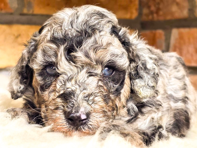 Cavapoo Welpe kaufen