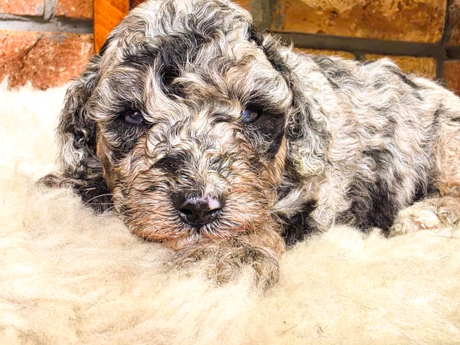 Cavapoo Welpe kaufen