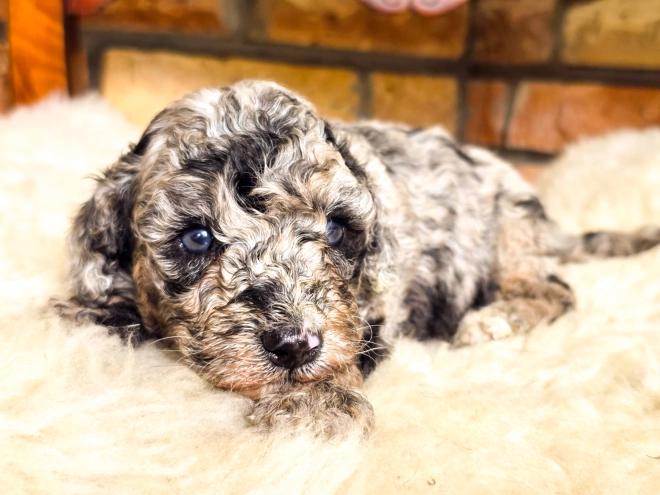 Cavapoo Welpe kaufen