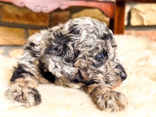 Cavapoo Welpe kaufen