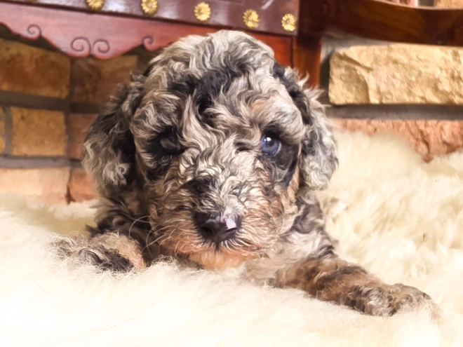Cavapoo Welpe kaufen