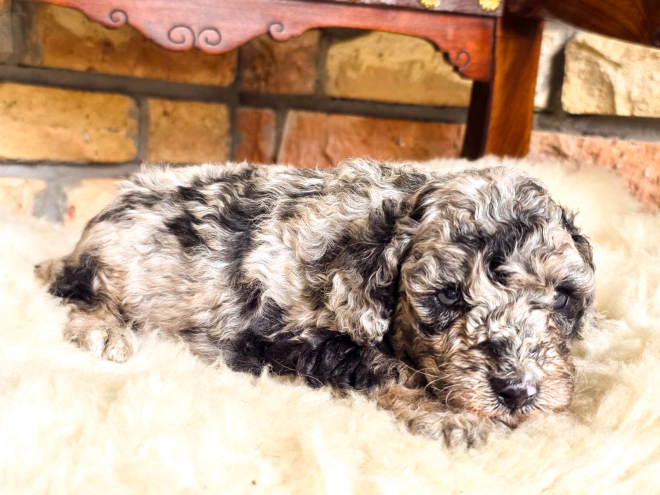Cavapoo Welpe kaufen