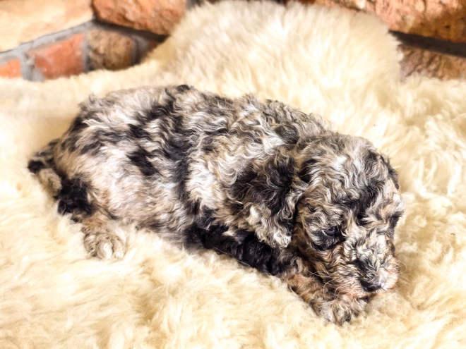 Cavapoo Welpe kaufen