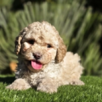 Beny – F1b, golden Cavapoo for sale