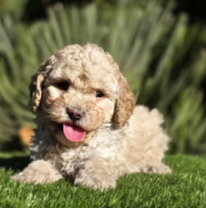 Cavapoo puppy for sale