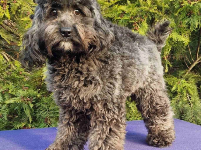 Cavapoo Welpe kaufen