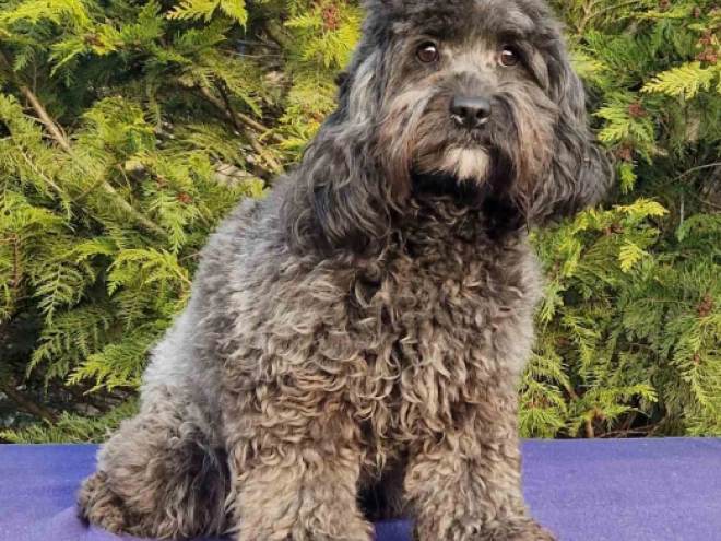Cavapoo Welpe kaufen