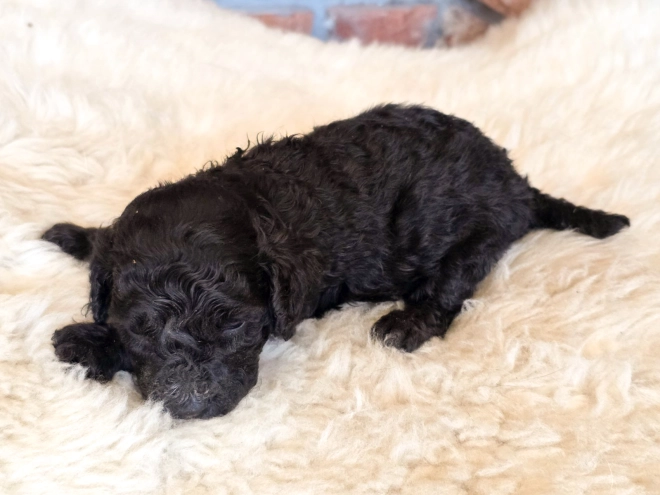 Cavapoo puppy for sale