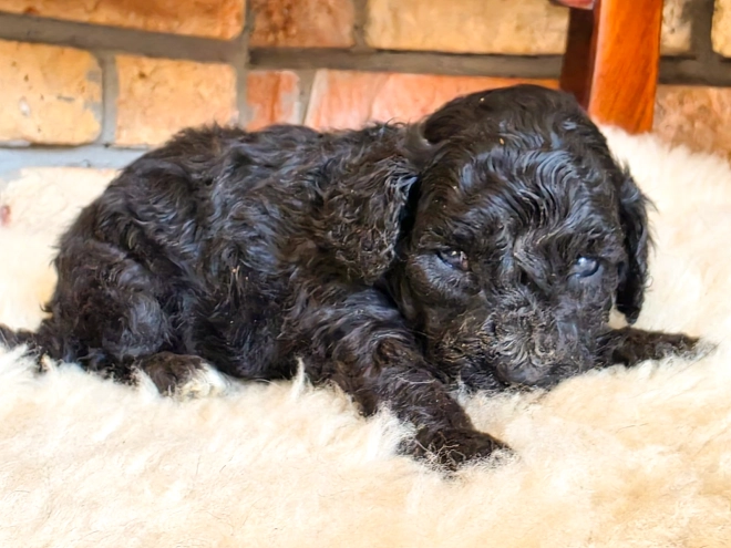 Cavapoo puppy for sale