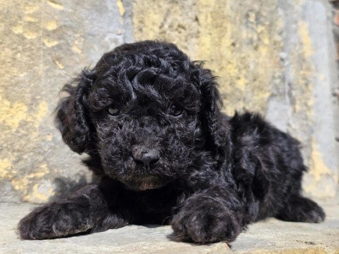 Cavapoo puppy for sale
