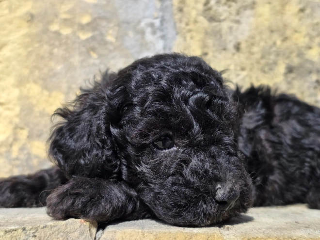 Cavapoo puppy for sale