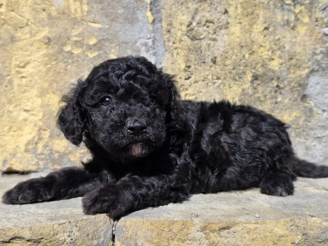 Cavapoo puppy for sale