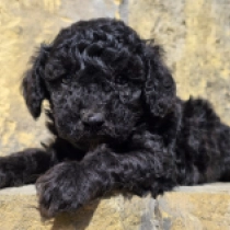 Choco Kiss – F1b, dark chocolate Cavapoo for sale