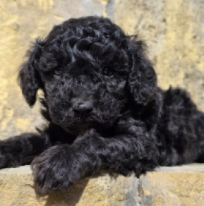 Cavapoo puppy for sale
