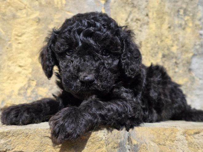 Cavapoo puppy for sale