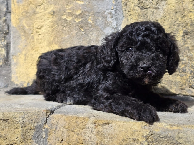 Cavapoo puppy for sale