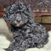 Choco Kiss – F1b, dark chocolate Cavapoo Welpen kaufen