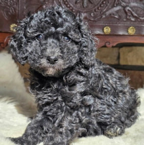 Cavapoo Welpe kaufen