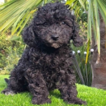Choco Kiss – F1b, dark chocolate Cavapoo for sale