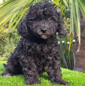 Cavapoo puppy for sale
