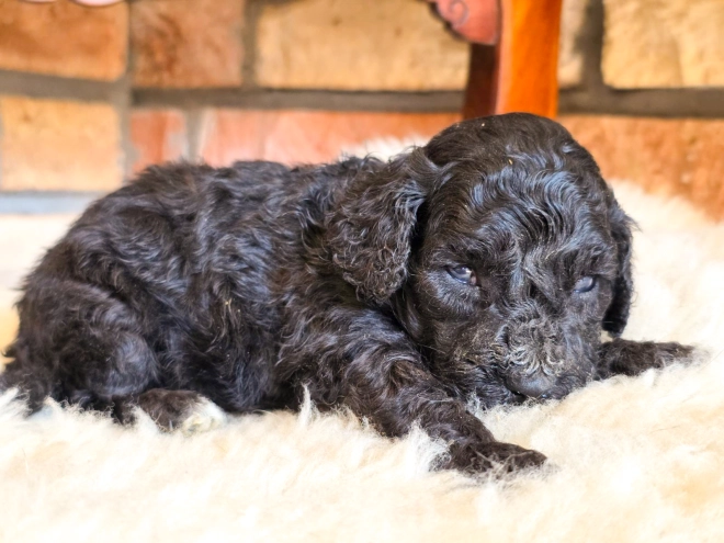 Cavapoo puppy for sale