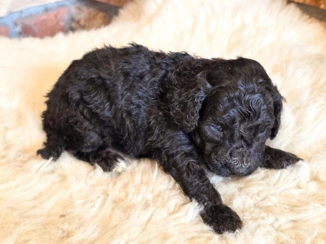 Cavapoo puppy for sale