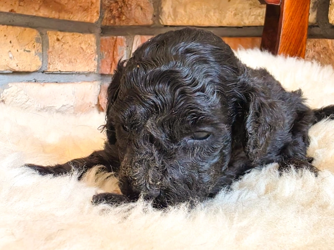 Cavapoo puppy for sale