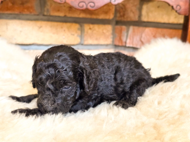 Cavapoo puppy for sale