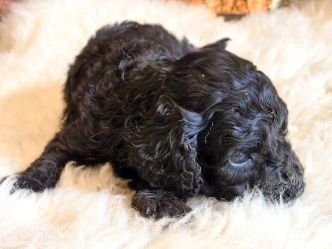Cavapoo puppy for sale