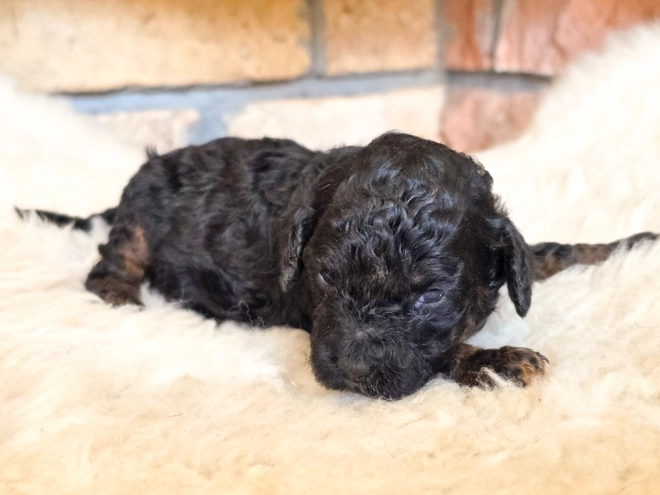 Cavapoo puppy for sale