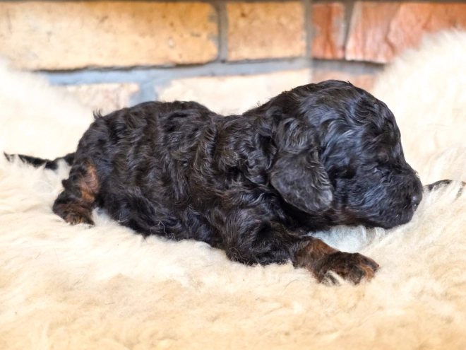 Cavapoo puppy for sale