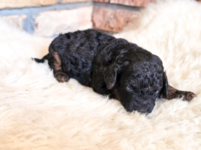 Cavapoo puppy for sale