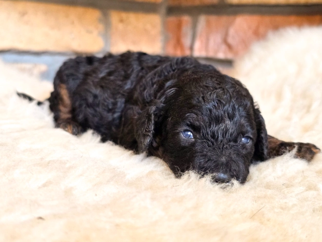 Cavapoo puppy for sale
