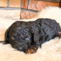 Black Rose – F1b, black and red Cavapoo for sale