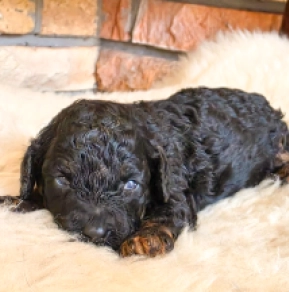 Cavapoo puppy for sale