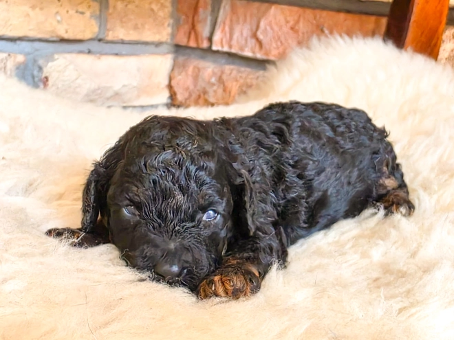 Cavapoo puppy for sale