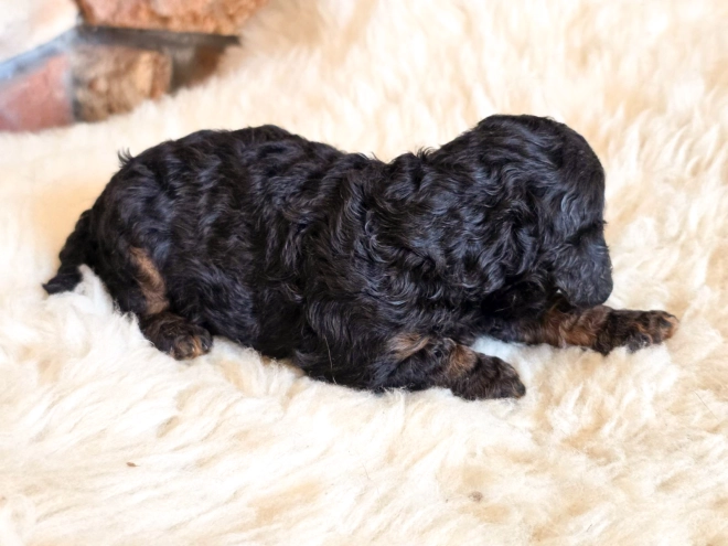 Cavapoo puppy for sale