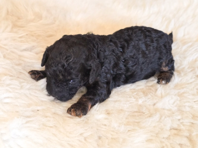 Cavapoo puppy for sale