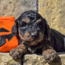 Black Rose – F1b, black and red Cavapoo for sale