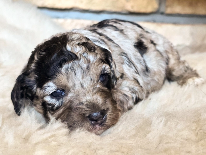 Cavapoo puppy for sale