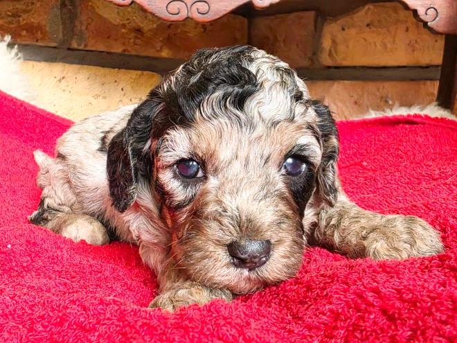 Cavapoo puppy for sale