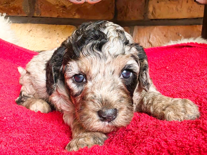 Cavapoo puppy for sale