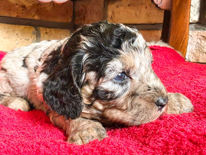 Cavapoo puppy for sale