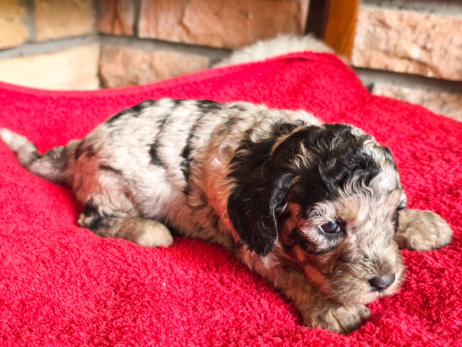 Cavapoo puppy for sale