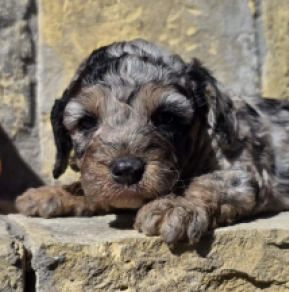Perros Cavapoo en venta