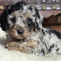 Miracle – F1b, merle Cavapoo Welpen kaufen