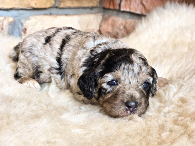 Cavapoo puppy for sale